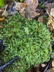 Brachythecium rutabulum