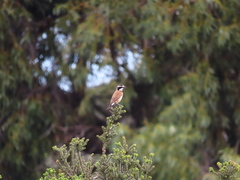 Oenanthe pileata pileata