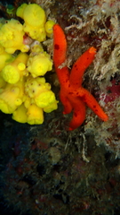 Ophidiaster ophidianus