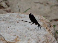 Matrona cyanoptera