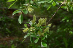 Rabdophaga strobiloides