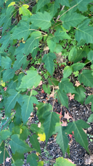Acer ginnala