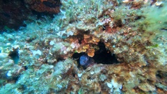Muraena helena