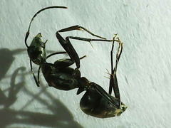 Camponotus tonkinus