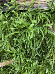 Eurhynchium angustirete