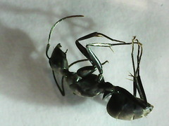 Camponotus tonkinus