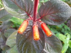 Kohleria tubiflora