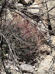 Hamatocactus hamatacanthus hamatacanthus