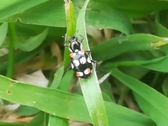 Eriopis connexa