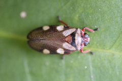 Tunaima brunneolutea