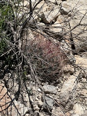 Hamatocactus hamatacanthus hamatacanthus