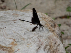 Matrona cyanoptera