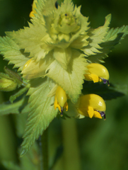 Chorthippus biguttulus