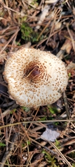 Lepiota cortinarius