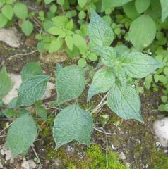 Parietaria officinalis