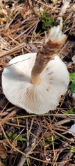 Lepiota cortinarius