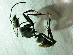 Camponotus tonkinus