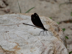 Matrona cyanoptera