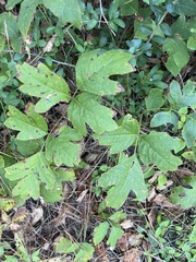 Toxicodendron pubescens
