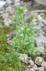 Saxifraga tridactylites