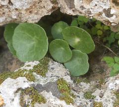 Umbilicus horizontalis