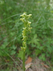 Platanthera