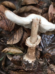 Chlorophyllum rhacodes