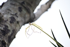 Brassavola appendiculata