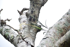 Brassavola appendiculata