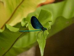 Matrona cyanoptera