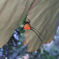 Macracantha arcuata