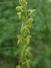 Platanthera