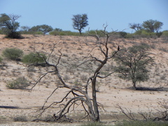 Terathopius ecaudatus