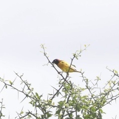 Ploceus