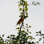 Ploceus