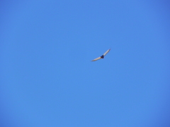 Terathopius ecaudatus