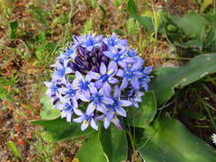 Scilla peruviana