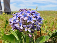 Scilla peruviana
