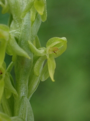 Platanthera