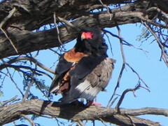 Terathopius ecaudatus