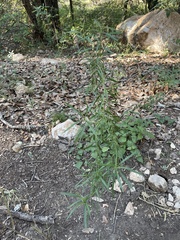 Pombalia verticillata