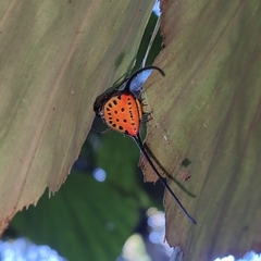Macracantha arcuata