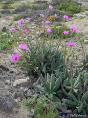 Cistanthe grandiflora