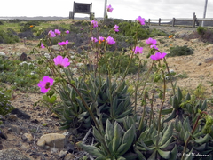 Cistanthe grandiflora