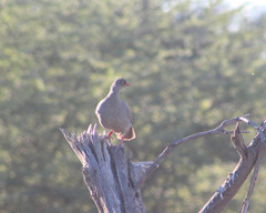Pternistis adspersus