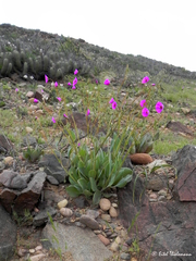 Cistanthe grandiflora