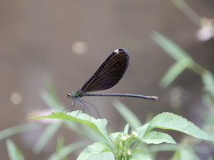 Matrona cyanoptera
