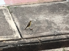 Machetornis rixosa
