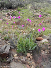 Cistanthe grandiflora
