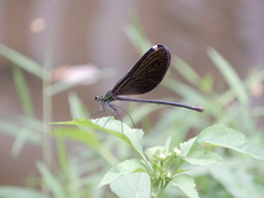 Matrona cyanoptera